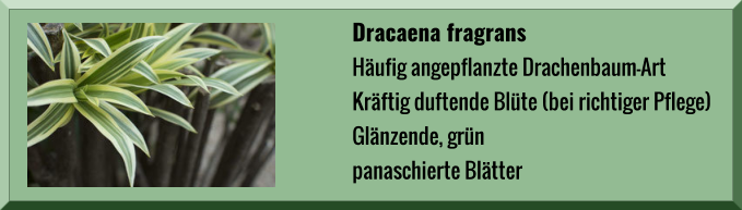 Dracaena fragrans Häufig angepflanzte Drachenbaum-Art Kräftig duftende Blüte (bei richtiger Pflege) Glänzende, grün panaschierte Blätter