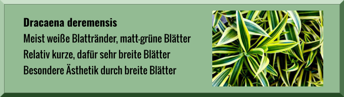 Dracaena deremensis  Meist weiße Blattränder, matt-grüne Blätter Relativ kurze, dafür sehr breite Blätter Besondere Ästhetik durch breite Blätter