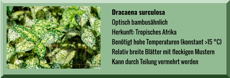 Dracaena surculosa  Optisch bambusähnlich Herkunft: Tropisches Afrika Benötigt hohe Temperaturen (konstant >15 °C) Relativ breite Blätter mit fleckigen Mustern Kann durch Teilung vermehrt werden
