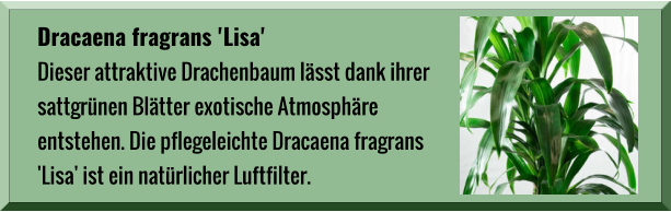 Dracaena fragrans 'Lisa' Dieser attraktive Drachenbaum lässt dank ihrer  sattgrünen Blätter exotische Atmosphäre  entstehen. Die pflegeleichte Dracaena fragrans  'Lisa' ist ein natürlicher Luftfilter.