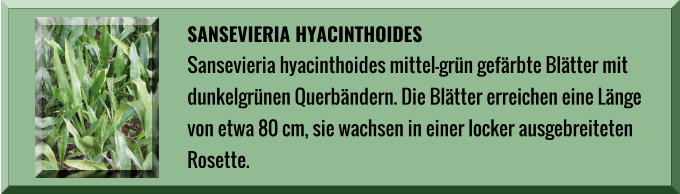 SANSEVIERIA HYACINTHOIDES Sansevieria hyacinthoides mittel-grün gefärbte Blätter mit  dunkelgrünen Querbändern. Die Blätter erreichen eine Länge  von etwa 80 cm, sie wachsen in einer locker ausgebreiteten  Rosette.