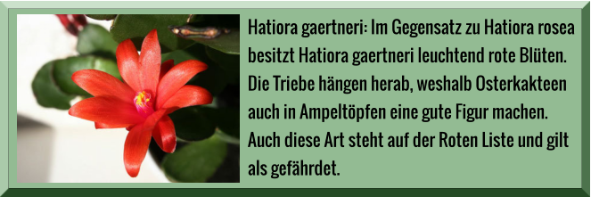 Hatiora gaertneri: Im Gegensatz zu Hatiora rosea  besitzt Hatiora gaertneri leuchtend rote Blüten.  Die Triebe hängen herab, weshalb Osterkakteen  auch in Ampeltöpfen eine gute Figur machen.  Auch diese Art steht auf der Roten Liste und gilt  als gefährdet.
