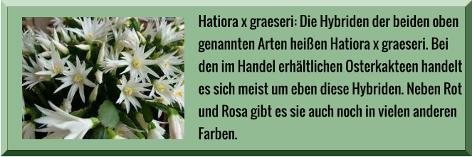 Hatiora x graeseri: Die Hybriden der beiden oben  genannten Arten heißen Hatiora x graeseri. Bei  den im Handel erhältlichen Osterkakteen handelt  es sich meist um eben diese Hybriden. Neben Rot  und Rosa gibt es sie auch noch in vielen anderen  Farben.